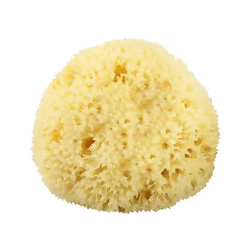 The Sponge Company Natural Bathing Sea Sponge #2 Medium [202-02]