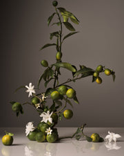 Homecourt Dish Soap Dish Soap Dim Gray Cece,Mandarin Basile,Neroli Leaf,Steeped Rose,Cipres Mint,Balsam Fireplace