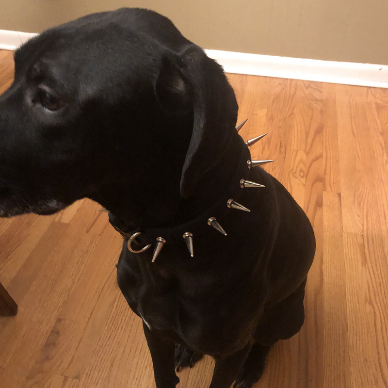 CoyoteVest CoyoteCollar Collar
