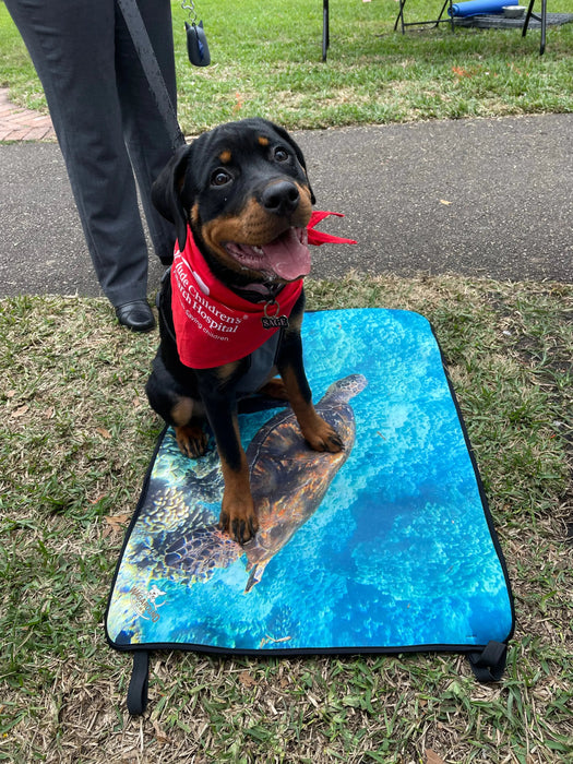 Dog Travel Mat- Perfect for dogs that love adventure!