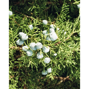 Juniper Ridge California Juniper Campfire Incense (20 Sticks) 3-Pack Incense