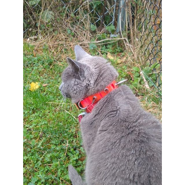 CoyoteVest CoyoteCollar Collar
