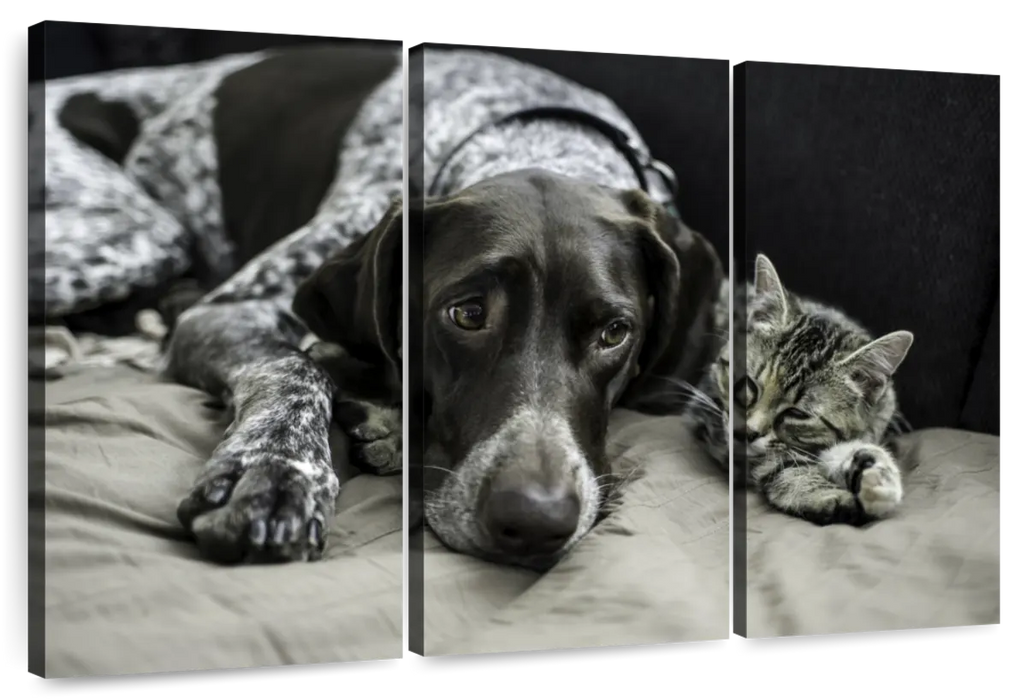 Dog And Cat Friends Wall Art