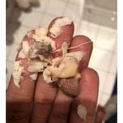 Belle's Secrets Yoni Pearls