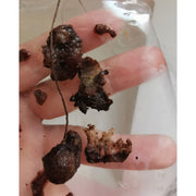 Belle's Secrets Yoni Pearls