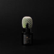 Musgo Musgo Real Beard Oil Black Edition 1 fl Oz Beard Oil