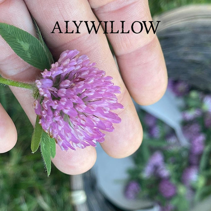 Alywillow Red Clover Dried Herb