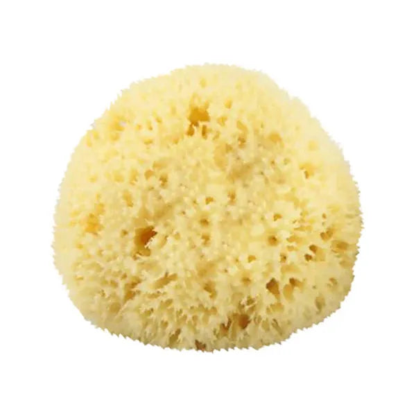 The Sponge Company The Sponge Company Natural Bathing Sea Sponge #2 Medium [202-02] Bathing Sea Sponge