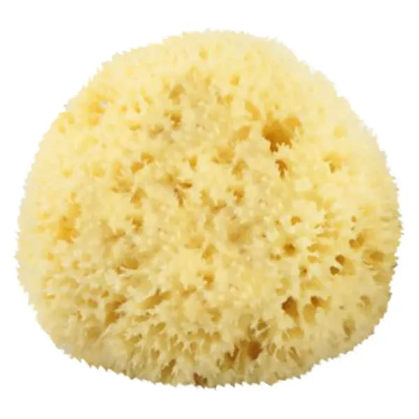 The Sponge Company The Sponge Company Natural Bathing Sea Sponge #4 X-Large [202-04] Bath Sponge