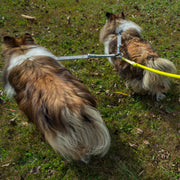 WACKYstore CRAZYcoupl'r - 2 Dogs on 1 Leash