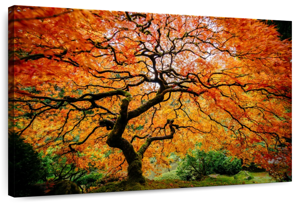 Autumn Japanese Maple Tree Wall Art