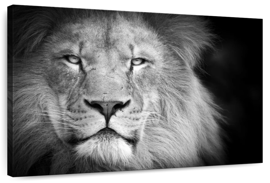 Lion Portrait Wall Art