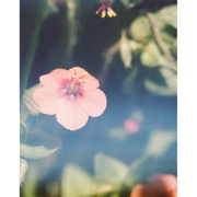 Juniper Ridge Adobe Ceramic Essential Oil Diffuser Accessory