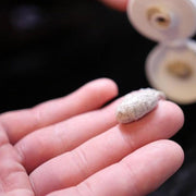 Lather & Wood Shaving Co Exfoliating Face Scrub Men Grooming, Health