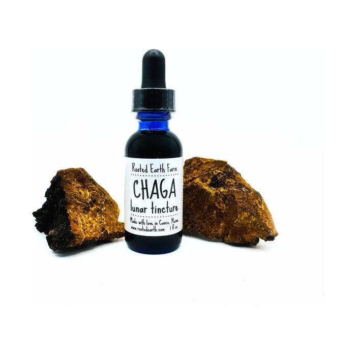 Maine Chaga Tincture