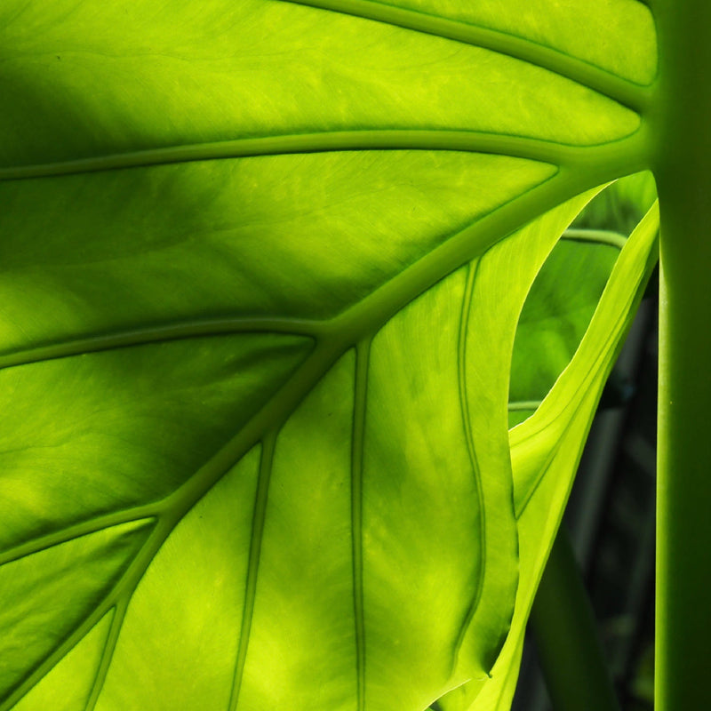 Bio Jouvance Paris Consumer Botanical Placenta Leave-On Masque Retail