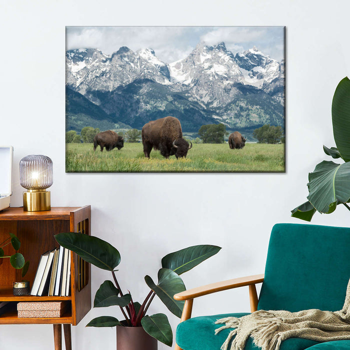 Grazing Teton Bison Wall Art