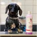 Warren London - Warren London - Calming Lavender Dog Shampoo w/Aloe Vera & Essential Oils - Professional Size
