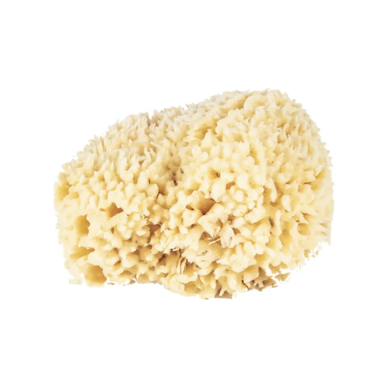 The Sponge Company The Sponge Company Natural Bathing Sea Sponge #5 Super [202-05] Bath Sponge