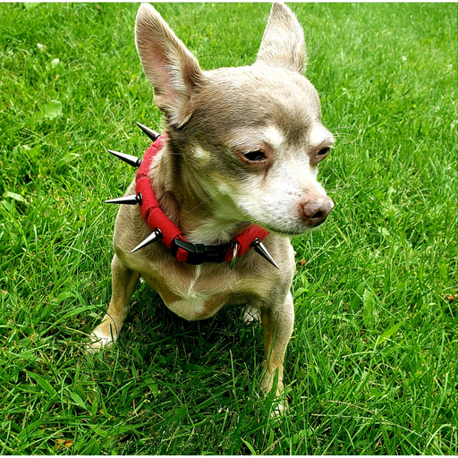 CoyoteVest CoyoteCollar Collar