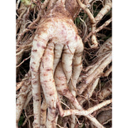 Portland Ashwagandha Farm Ashwagandha Fresh Spagyric Tincture – Pacific Northwest Grown Tincture