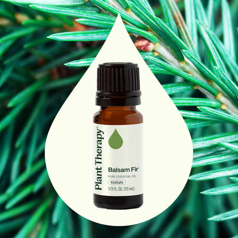 Plant Therapy Balsam Fir Essential Oil Essential Oil