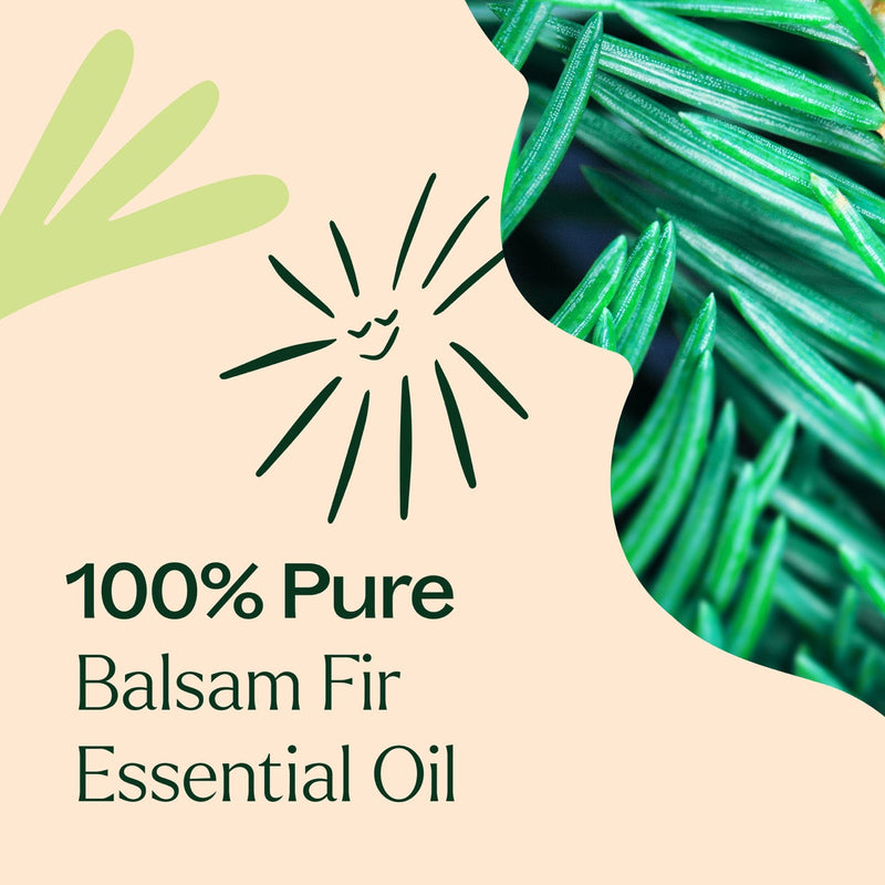 Plant Therapy Balsam Fir Essential Oil Essential Oil