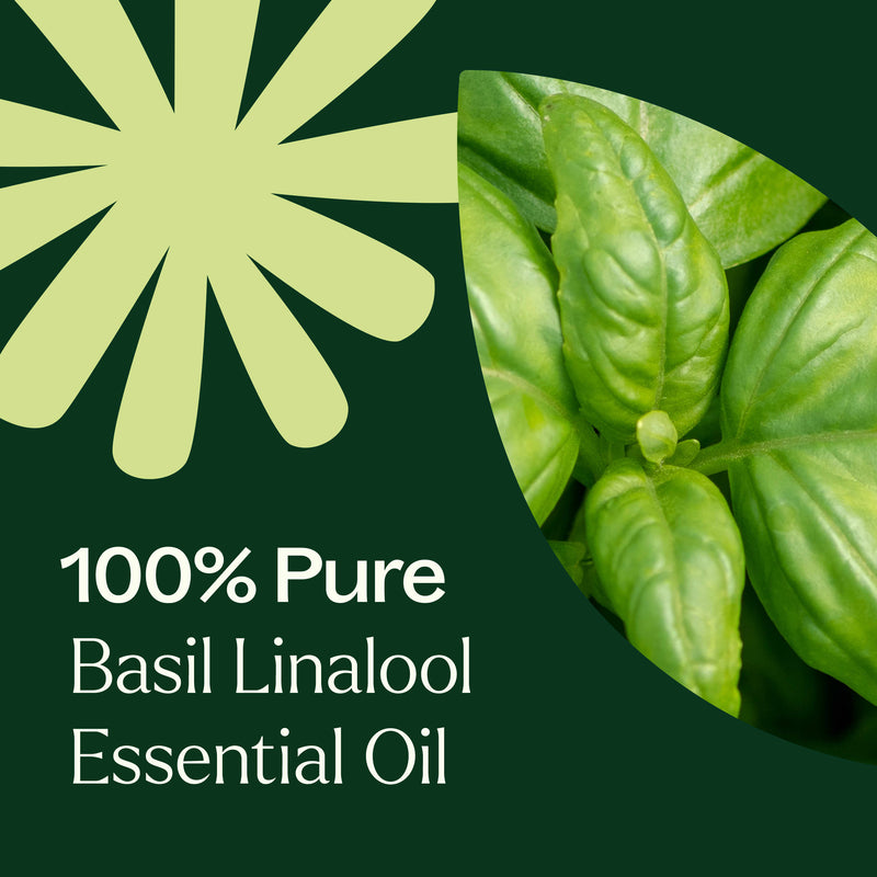 Basil Linalool Essential Oil