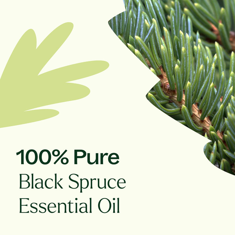 Plant Therapy Black Spruce Essential Oil Essential Oil