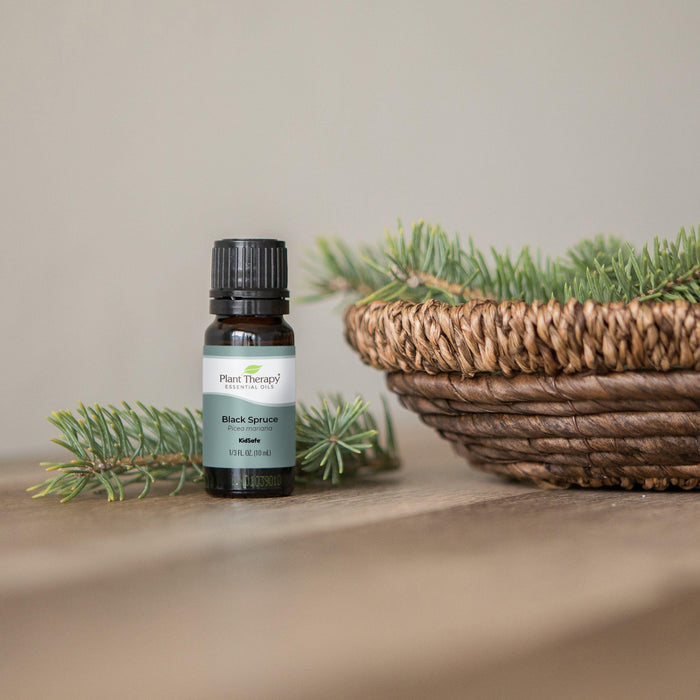 Plant Therapy - Plant Therapy - Black Spruce Essential Oil