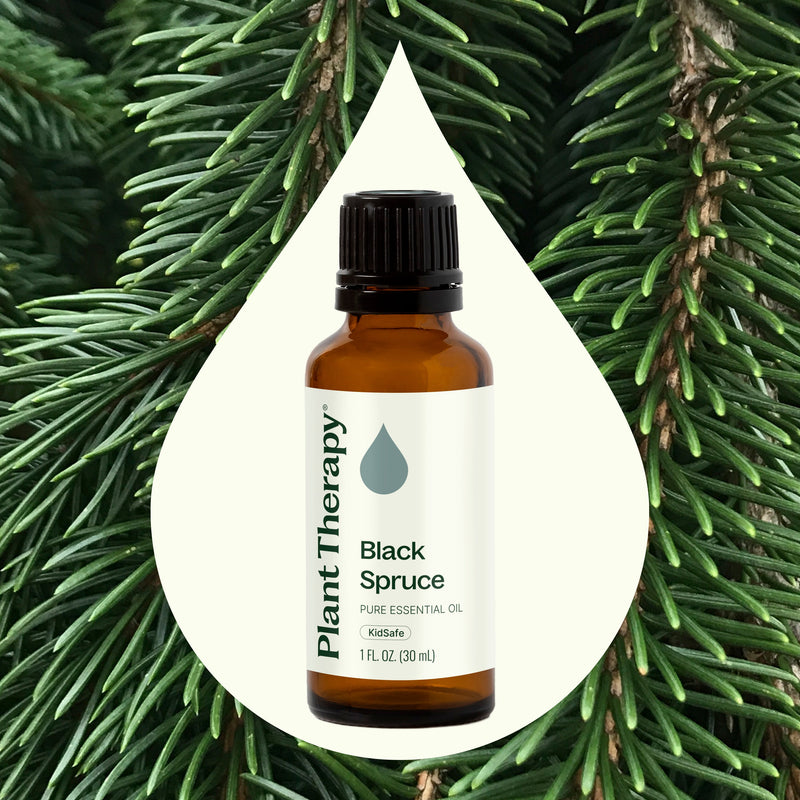 Plant Therapy Black Spruce Essential Oil Essential Oil