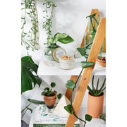 Butter Me Up Organics Blessings Candle / Intention Candle / Good Luck / Soy Handpoured Candle/ Candle with Crystals / Botanical Candle / Essential Oil Candle Metaphysical