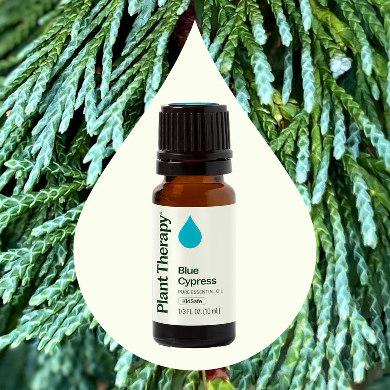 Plant Therapy Blue Cypress Essential Oil Essential Oil