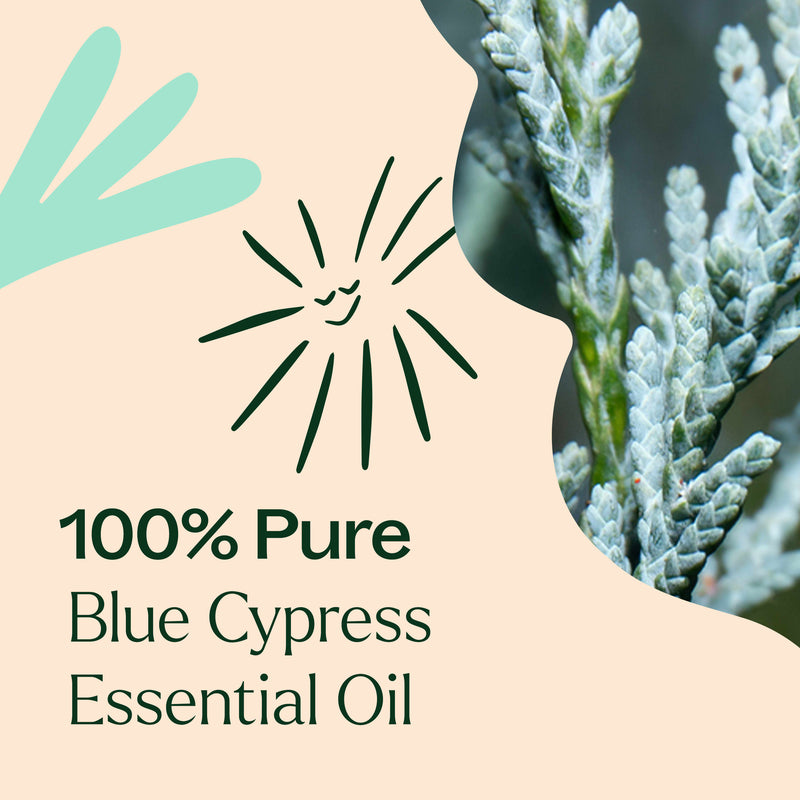 Plant Therapy Blue Cypress Essential Oil Essential Oil