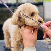 Warren London Crescent Detail Comb Pet Combs & Brushes