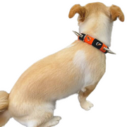 CoyoteVest CoyoteCollar Collar