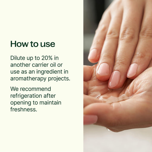 Plant Therapy Camellia Seed Carrier Oil Body Care