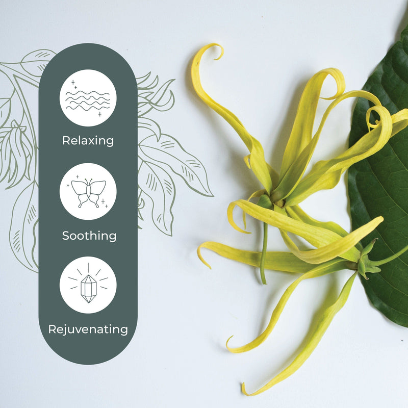 Plant Therapy Cananga Essential Oil Essential Oil