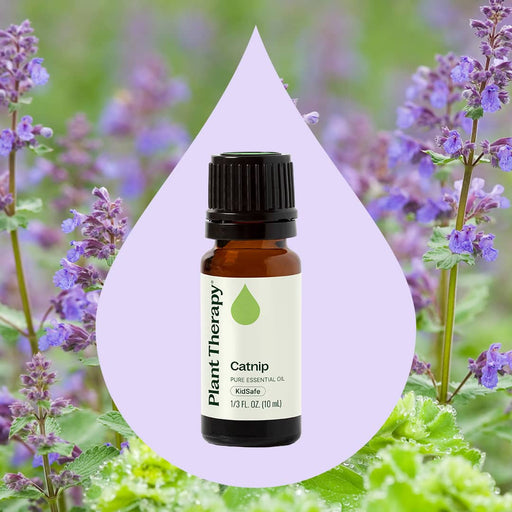 Plant Therapy Catnip Essential Oil Essential Oil Lavender 10 mL