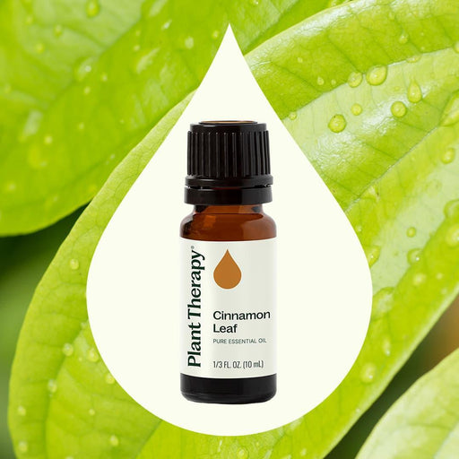 Plant Therapy Cinnamon Leaf Essential Oil Essential Oil