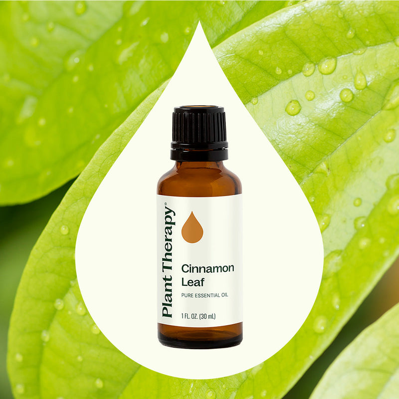 Plant Therapy Cinnamon Leaf Essential Oil Essential Oil