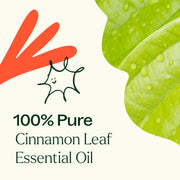 Plant Therapy Cinnamon Leaf Essential Oil Essential Oil