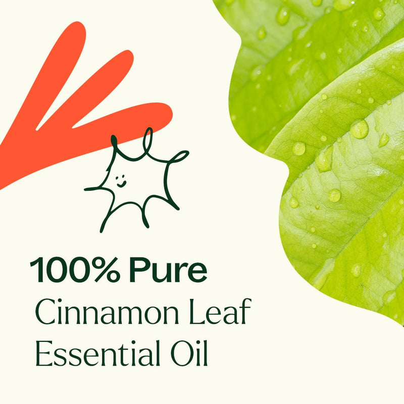 Plant Therapy Cinnamon Leaf Essential Oil Essential Oil