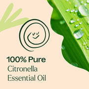 Plant Therapy Citronella Essential Oil Essential Oil Antique White 10 mL