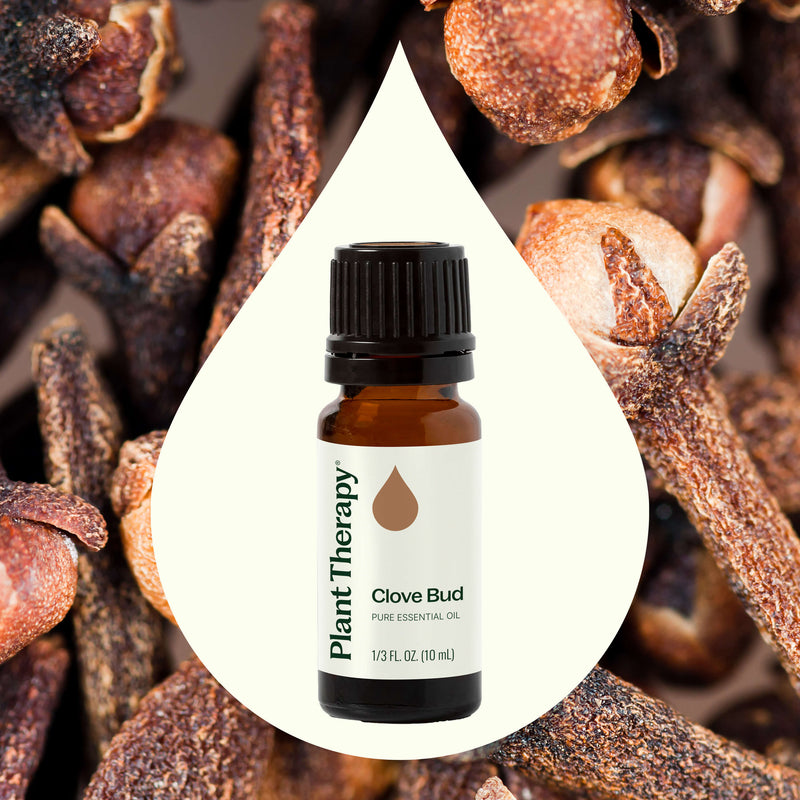 Plant Therapy Clove Bud Essential Oil Essential Oil Seashell 10 mL,30 mL,100 mL