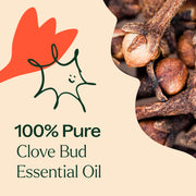 Plant Therapy Clove Bud Essential Oil Essential Oil