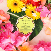 Spongellé Coconut Verbena | Daisy Spongette Body Wash Infused Buffer