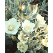 Juniper Ridge Natural Bamboo Essential Oil Diffuser Accessory