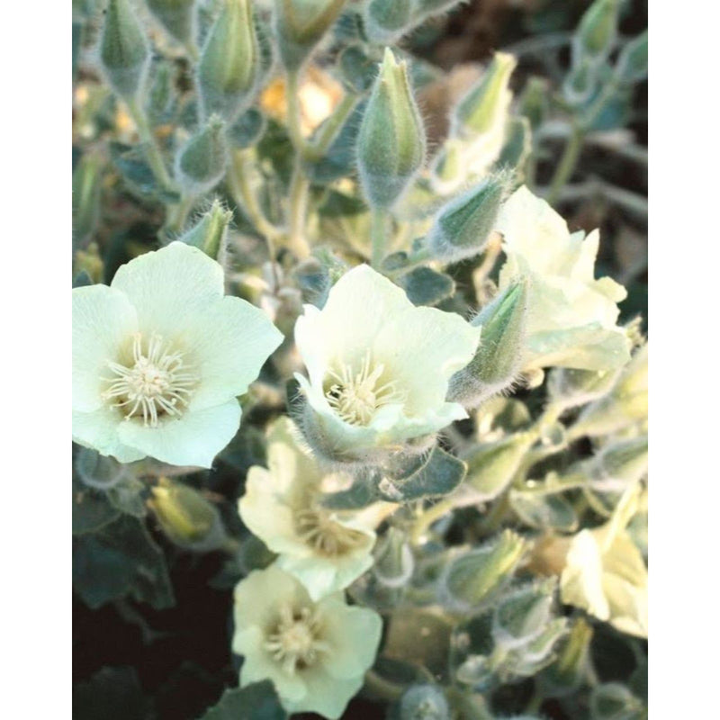 Juniper Ridge Natural Bamboo Essential Oil Diffuser Accessory