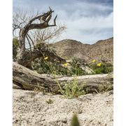 Juniper Ridge Desert Cedar Essential Oil Candle Candles